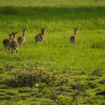 Antelopes