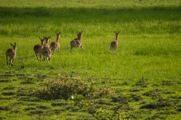 Antelopes